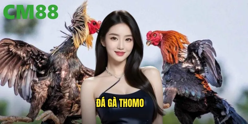 Đá Gà Thomo cm88 - Sảnh Cược Uy Tín Với Trận Đấu Kịch Tính 1 đá gà Thomo