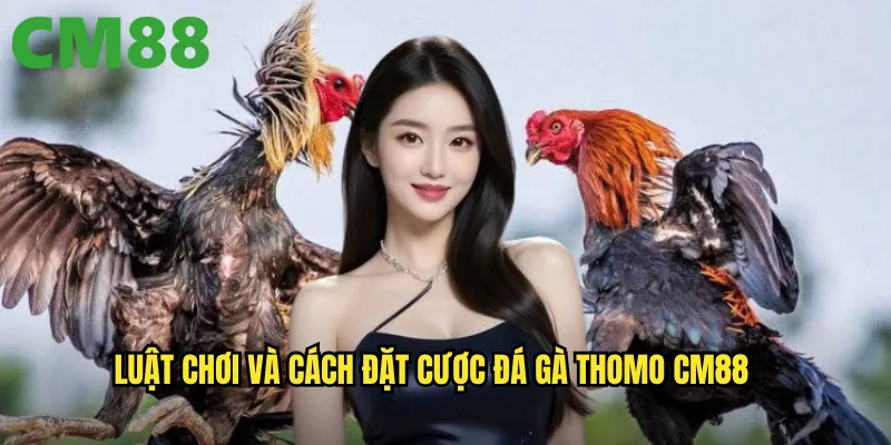 Đá Gà Thomo cm88 - Sảnh Cược Uy Tín Với Trận Đấu Kịch Tính 3 Luật chơi và cách đặt cược đá gà Thomo cm88