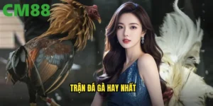 Trận đá gà hay nhất