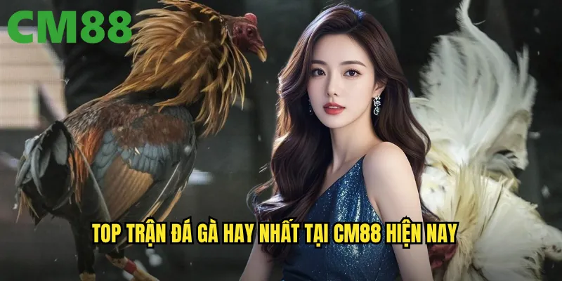 Trận Đá Gà Hay Nhất cm88 - Không Thể B bỏ Lỡ Những Màn Đọ Sức Đỉnh Cao 2 Top trận đá gà hay nhất tại cm88 hiện nay