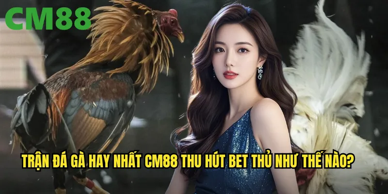 Trận Đá Gà Hay Nhất cm88 - Không Thể B bỏ Lỡ Những Màn Đọ Sức Đỉnh Cao 3 Trận đá gà hay nhất cm88 thu hút bet thủ như thế nào?