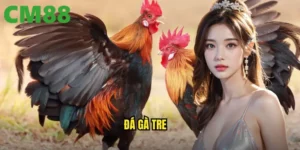đá gà tre