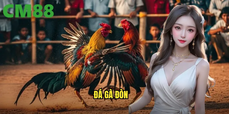 Đá Gà Đòn cm88 - Màn Trình Diễn Võ Thuật Bùng Nổ Của Gà Chiến 1 đá gà đòn