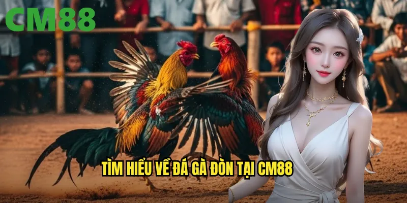 Đá Gà Đòn cm88 - Màn Trình Diễn Võ Thuật Bùng Nổ Của Gà Chiến 2 Tìm hiểu về đá gà đòn tại cm88