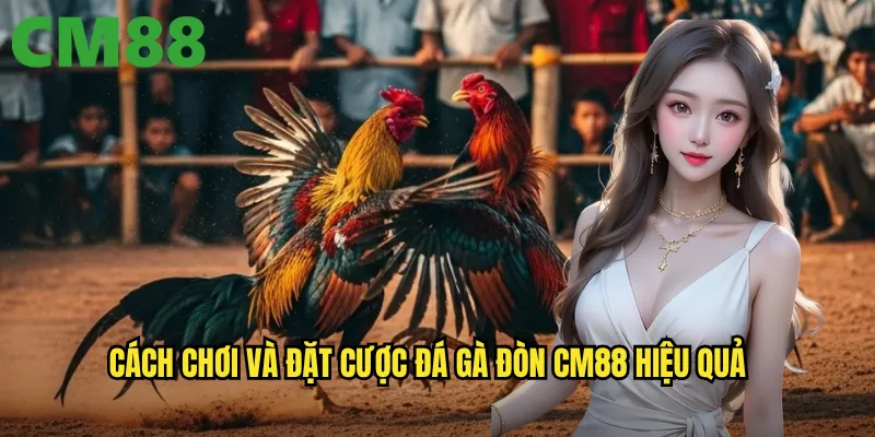 Đá Gà Đòn cm88 - Màn Trình Diễn Võ Thuật Bùng Nổ Của Gà Chiến 3 Cách chơi và đặt cược đá gà đòn cm88 hiệu quả