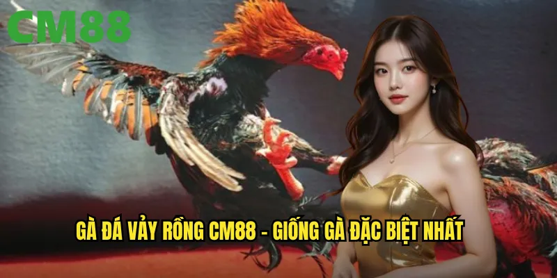 Gà đá vảy rồng cm88 - Giống gà đặc biệt nhất