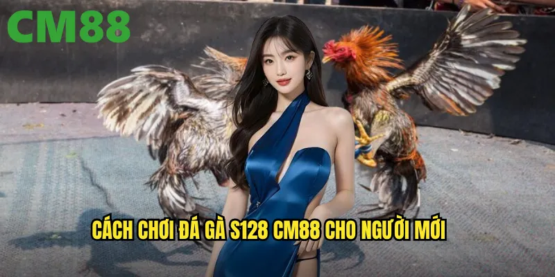 Cách chơi đá gà S128 cm88 cho người mới