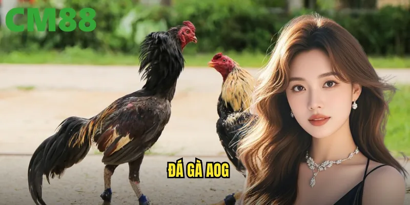 Đá Gà AOG cm88 - Sân Chơi Mới Với Công Nghệ Streaming Hiện Đại 1 đá gà AOG