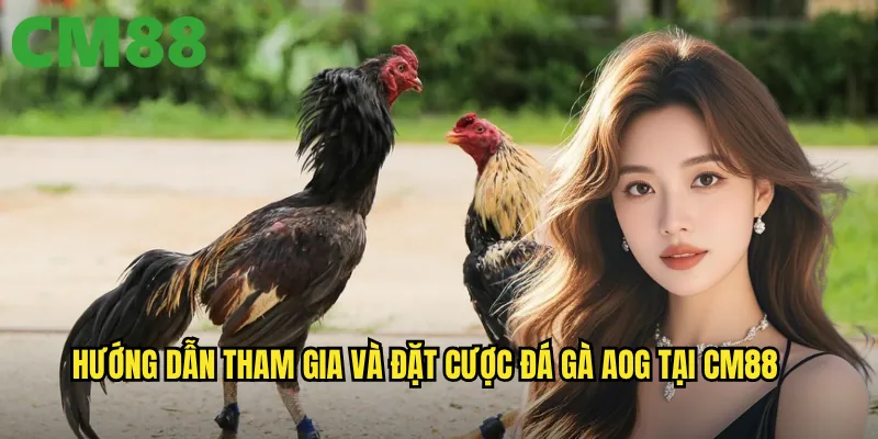 Đá Gà AOG cm88 - Sân Chơi Mới Với Công Nghệ Streaming Hiện Đại 3 Hướng dẫn tham gia và đặt cược đá gà AOG tại cm88