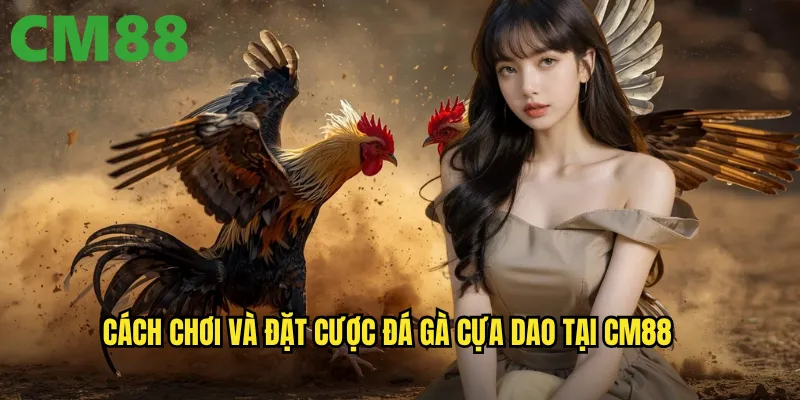 Cách chơi và đặt cược đá gà cựa dao tại cm88