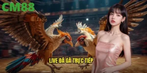 live đá gà trực tiếp