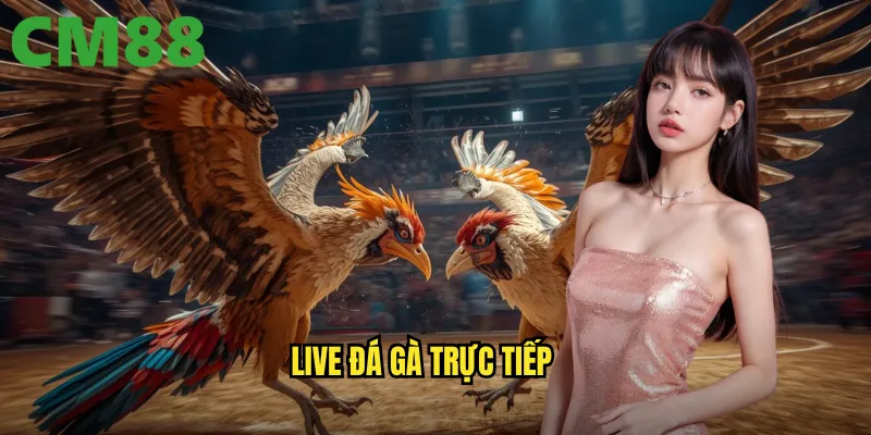 Live Đá Gà Trực Tiếp cm88 - Theo Dõi Mọi Trận Đấu Với Chất Lượng HD 1 live đá gà trực tiếp