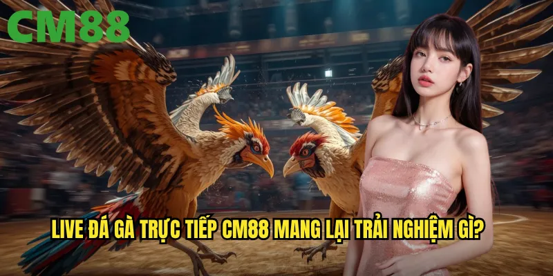 Live Đá Gà Trực Tiếp cm88 - Theo Dõi Mọi Trận Đấu Với Chất Lượng HD 2 Live đá gà trực tiếp cm88 mang lại trải nghiệm gì?