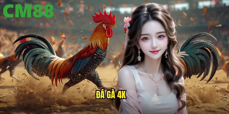 Đá Gà 4K cm88 - Hình Ảnh Siêu Nét Cho Trải Nghiệm Hoàn Hảo 1 Đá gà 4k