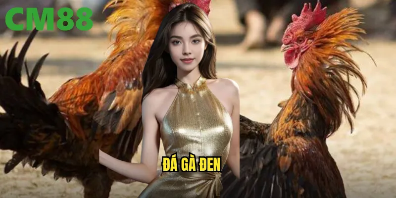 đá gà đen